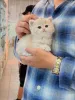 Фото №2 к объявлению №175113 о продаже британская короткошёрстная - купить в Германии заводчик