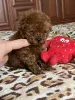 Дополнительные фото: Toy poodle /teacup puppies