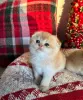 Фото №3. Игривый британский шотландский вислоухий котенок готов к усыновлению, свяжитесь. Украина
