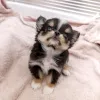 Фото №4. Продажа чихуахуа в Хельсинки частное объявление, из приюта - цена 46384₽