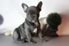 Фото №1. французский бульдог - купить в Торонто за 35947₽. Объявление №159470
