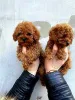 Фото №2 к объявлению №158331 о продаже пуделя (той) - купить в Греции 