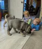 Фото №1.  - купить в Вильнюсе за договорная. Объявление №143234