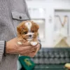 Фото №3. Игрушечный пудель щенок.  США