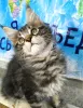 Фото №2 к объявлению №135370 о продаже мейн-кун - купить в России частное объявление, из питомника, заводчик