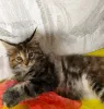 Дополнительные фото: Продаются котята породы мейн-кун