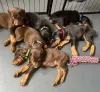 Фото №3. Urocze szczenięta dobermana do adopcji.  Польша