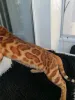 Дополнительные фото: Бенгальский кот Aykamam Amur для разведения