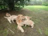 Фото №3. Golden Bundle of Joy Purebred Golden Retriever Puppies for Sale!.  Великобритания