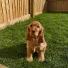 Фото №1. английский кокер-спаниель - купить в Хельмонд за договорная. Объявление №162438