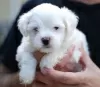 Фото №3. Adable_maltese_puppies_available_for_adoption.  США