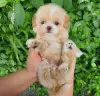 Фото №3. Lovely toy poodle.  Чехия