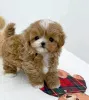 Фото №3. Teacup Maltipoo Welpen Zur Усыновление.  Германия