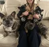 Дополнительные фото: Эксклюзив! Щенки французского бульдога.