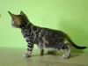 Дополнительные фото: Bengal Male