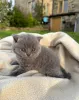 Фото №2 к объявлению №151601 о продаже британская короткошёрстная - купить в Дании 
