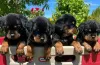 Дополнительные фото: Свяжитесь с Rottweiler-Welpen zu verkaufen... WhatsApp 44 7453 907158
