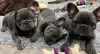 Дополнительные фото: Entzückende English Bulldoggen-Welpen stehen zur Adoption zur Verfügung