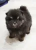 Дополнительные фото: Красивые щенки Pomeranian Spitz