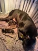 Дополнительные фото: Cane Corso Junge Zu Verkaufen