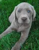 Дополнительные фото: Labrador Retriever Puppies