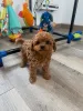 Дополнительные фото: Хорошо социализированные щенки кавапу готовы к переезду в новый дом