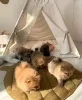 Фото №3. Bezaubernde Pomeranian-Welpen zu verkaufen klein, flauschig und voller.  Германия