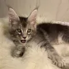 Фото №3. Котята мейн-кун. Германия