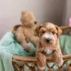 Фото №2 к объявлению №138961 о продаже ризеншнауцера - купить в США частное объявление, заводчик