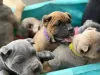 Фото №3. Nuttede Cane Corso очень красив и безопасен для всех.  Дания