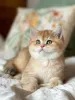 Фото №3. Доступны зарегистрированные британские короткошерстные котята. Великобритания