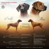 Дополнительные фото: Rhodesian Ridgeback puppies