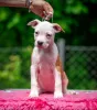 Дополнительные фото: Американские щенки Staffordshire Terrier