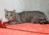 Дополнительные фото: Ищет дом молодой тигровый котик Сема