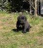 Фото №3. DRINGEND!! Reinrassige Cane Corso Champion-Welpen.  Германия