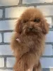 Дополнительные фото: Toy poodle's male
