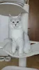 Фото №3. Котята мейнкун. Бельгия