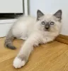Фото №1. рэгдолл - купить в Стюзен за 32468₽. Объявление №166427
