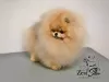 Дополнительные фото: Amazing Pomeranian