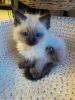 Фото №3. Чистокровные котята рэгдолл на продажу. Ласковые кошки-компаньоны, готовые к. Германия