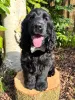 Фото №3. Wunderschöne Cocker-Spaniel-Welpen suchen einliebevolles neues Zuhause.  Германия