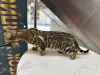Дополнительные фото: Бенгальский кот вязка