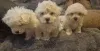 Фото №3. Bichon Frisé Welpen zu verkaufen. Kontaktieren Sie mich per.  Германия