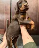 Фото №3. Urocze szczenięta dobermana do adopcji.  Польша