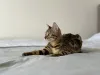 Дополнительные фото: Бенгальская кошка