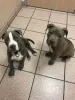 Дополнительные фото: Американские щенки Staffordshire Terrier