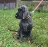 Фото №4. Продажа английского кокер-спаниеля в Москве реке частное объявление - цена Бесплатно