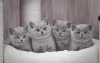 Фото №1. британская короткошёрстная - купить в Anykšiai за 35947₽. Объявление №170416