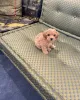 Дополнительные фото: Доступны 5 щенков CuteTeacupMaltipoo, самки, зарегистрированы в AKC, проверены