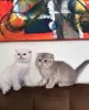 Фото №4. Продам шотландскую вислоухую (скоттиш фолд) в Бремен заводчик - цена договорная